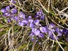 Leaves and flowers