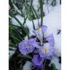 Iris unguicularis in snow
