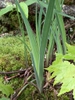 var. smaliia leaves