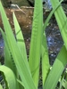Leaf detail
