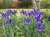 Bed of blue-flowered irises.