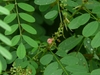 pinnately compound leaves and a spike of pink pea flowers.