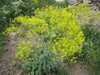 Herbaceous plant bearing a cloud of yellow flowers.