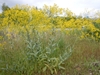 Herbaceous plant bearing a cloud of yellow flowers.