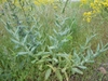 Herbaceous plant with sessile simple leaves with pale midveins.