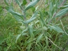 Herbaceous plant with sessile simple leaves with pale midveins.