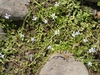 Spreading low growing plant in bloom