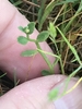 Small lobed green leaves