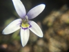 Closeup fo 5 petaled flower. White with purple undertones