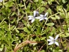 Plant growing with flowers and leaves