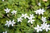 White flowers with 5 petals