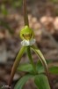 Isotria verticillata