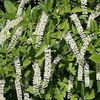 Itea virginica