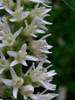 Itea virginica