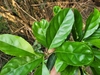 Green oval leaves with serrated margins