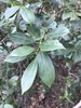 Branch with alternate leaves