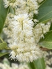 Closeup of clusters of small white flowers