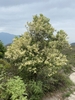 Shrub in bloom in native habitat