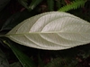 Paler underside of leaf