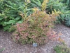Itea virginica 'Henry's Garnet' form