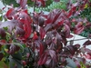Itea virginica 'Henry's Garnet' red leaves