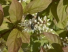 Itea virginica 'Little Henry'
