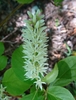Flower Closeup