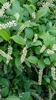 Itea virginica 'Little Henry'