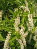 Itea virginica 'Little Henry'