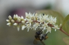 Itea virginica 'Henry's Garnet' flowers