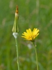 Tragopogon pratensis