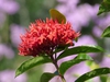 Ixora coccinea