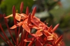 Ixora coccinea
