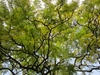 Tree with fern-like bipinnate leaves.