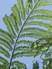 One fern-like bipinnate leaf