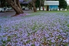 Ground under a tree covered in bluish flowers.