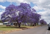 Street tree with round crown covered in bluish flowers. Leafless