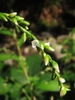 Polygonum hydropiper