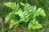 D. carthusiana