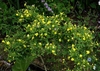 Shrub with yellow flowers.