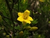 Close-up of yellow trumpet-shaped flowers.