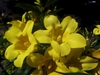 Close-up of yellow trumpet-shaped flowers.