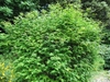 Shrub with yellow flowers.