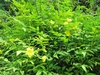 Shrub with yellow flowers.