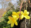 Jasminum nudiflorum