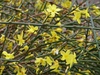 Jasminum nudiflorum