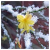 Jasminum nudiflorum