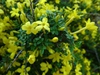 Jasminum parkeri