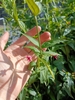 Foliage and dark pink tubular flowers.