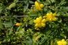 Jasminum floridum